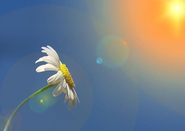 th_marguerite-1607181_1920