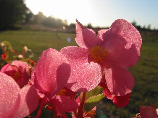 th_traenendes-22334_1280