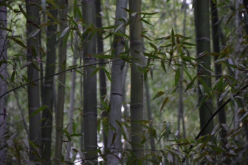 DSC_0002.jpg