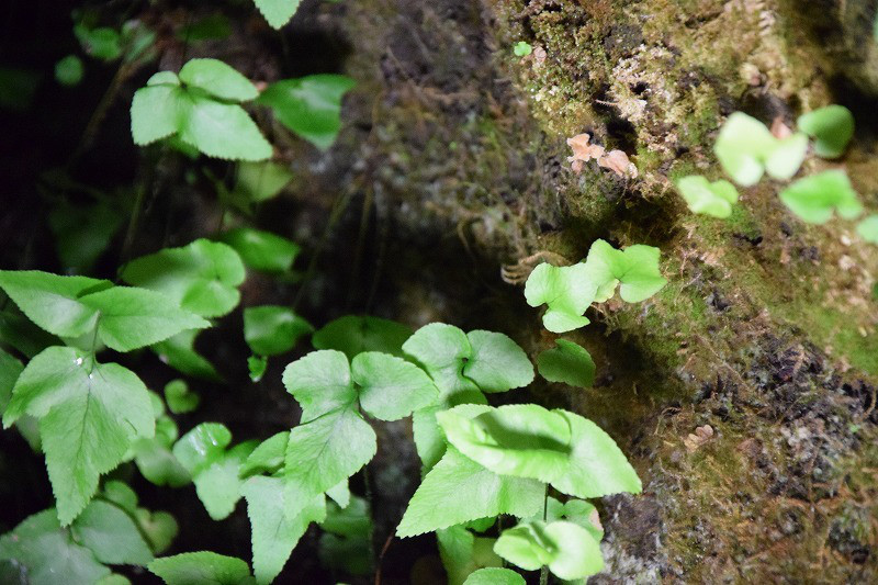 DSC_0414.jpg