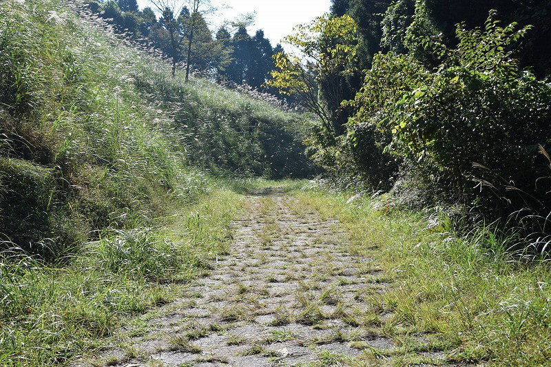 DSC_1554.jpg