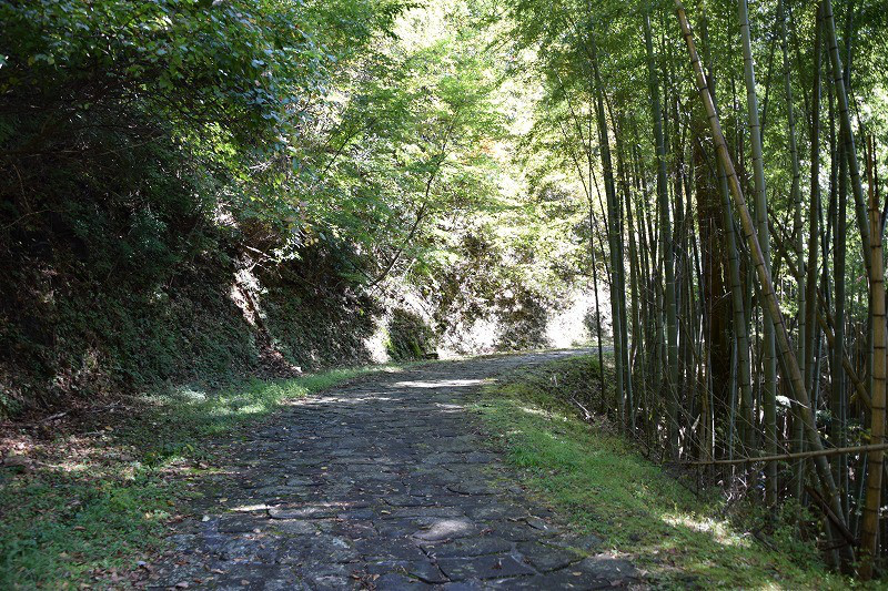 DSC_1556.jpg