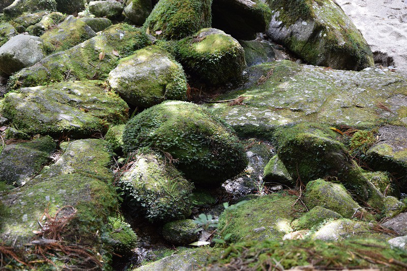 DSC_1969.jpg