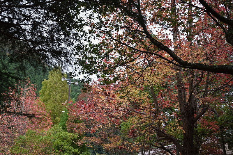 DSC_0034.jpg