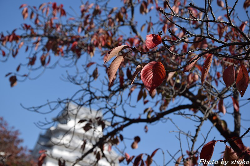 s-DSC_0875.jpg
