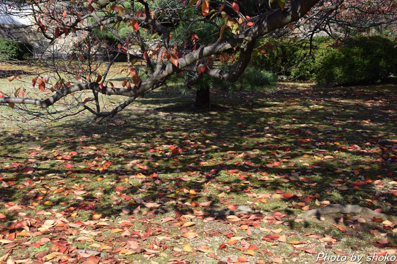 s-DSC_0887.jpg